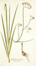 Gladiolus refractus - Nikolaus Joseph Freiherr von Jacquin — Ansicht des Kunstwerks