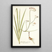 Gladiolus refractus - Nikolaus Joseph Freiherr von Jacquin — gerahmtes Bild an der Wand