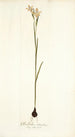 Gladiolus strictus - Nikolaus Joseph Freiherr von Jacquin — Ansicht des Kunstwerks