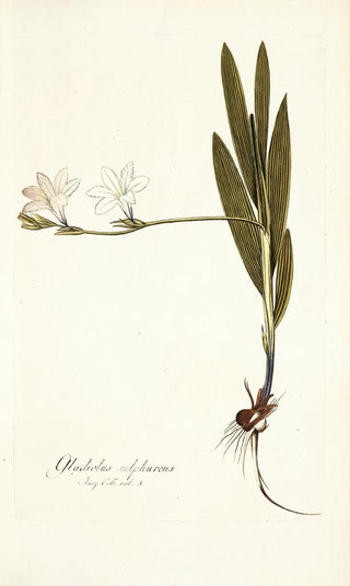 Nikolaus Joseph Freiherr von Jacquin - Gladiolus sulphureus.webp