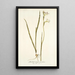 Gladiolus tristis varietas - Nikolaus Joseph Freiherr von Jacquin — gerahmtes Bild an der Wand