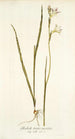 Gladiolus tristis varietas - Nikolaus Joseph Freiherr von Jacquin — Ansicht des Kunstwerks