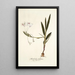 Gladiolus tubatus - Nikolaus Joseph Freiherr von Jacquin — gerahmtes Bild an der Wand