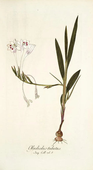 Nikolaus Joseph Freiherr von Jacquin - Gladiolus tubatus.webp
