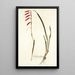 Gladiolus tubulosus - Nikolaus Joseph Freiherr von Jacquin — gerahmtes Bild an der Wand