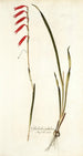 Gladiolus tubulosus - Nikolaus Joseph Freiherr von Jacquin — Ansicht des Kunstwerks
