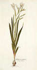 Gladiolus undulatus - Nikolaus Joseph Freiherr von Jacquin — Ansicht des Kunstwerks