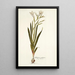 Gladiolus undulatus - Nikolaus Joseph Freiherr von Jacquin — gerahmtes Bild an der Wand