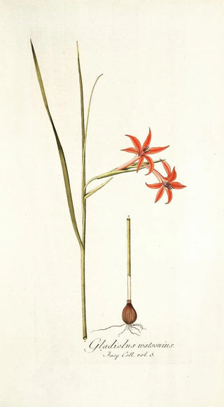 Nikolaus Joseph Freiherr von Jacquin - Gladiolus watsonius.webp