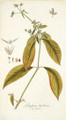 Gomphrena brasiliensis - Nikolaus Joseph Freiherr von Jacquin — Ansicht des Kunstwerks