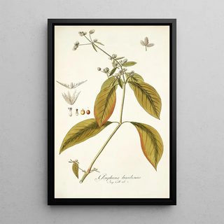 Nikolaus Joseph Freiherr von Jacquin - Gomphrena brasiliensis.webp