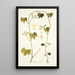 Gronovia scandens - Nikolaus Joseph Freiherr von Jacquin — gerahmtes Bild an der Wand