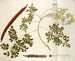 Guilandina moringa - Nikolaus Joseph Freiherr von Jacquin — Ansicht des Kunstwerks