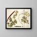 Guilandina moringa - Nikolaus Joseph Freiherr von Jacquin — gerahmtes Bild an der Wand