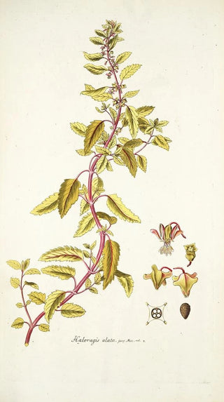 Nikolaus Joseph Freiherr von Jacquin - Haloragis alata.webp