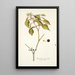 Hamellia chrysantha - Nikolaus Joseph Freiherr von Jacquin — gerahmtes Bild an der Wand