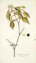 Hamellia chrysantha - Nikolaus Joseph Freiherr von Jacquin — Ansicht des Kunstwerks