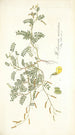 Hedysarum muricatum - Nikolaus Joseph Freiherr von Jacquin — Ansicht des Kunstwerks