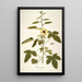 Hibiscus diversifolius - Nikolaus Joseph Freiherr von Jacquin — gerahmtes Bild an der Wand