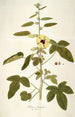 Hibiscus diversifolius - Nikolaus Joseph Freiherr von Jacquin — Ansicht des Kunstwerks