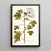 Hibiscus domingensis - Nikolaus Joseph Freiherr von Jacquin — gerahmtes Bild an der Wand