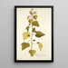 Hibiscus pentacarpos - Nikolaus Joseph Freiherr von Jacquin — gerahmtes Bild an der Wand