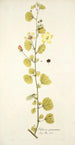 Hibiscus praemorsus - Nikolaus Joseph Freiherr von Jacquin — Ansicht des Kunstwerks