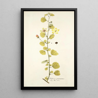 Nikolaus Joseph Freiherr von Jacquin - Hibiscus praemorsus.webp