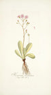 Hieracium incarnatum - Nikolaus Joseph Freiherr von Jacquin — Ansicht des Kunstwerks