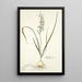 Hyacinthus viridis - Nikolaus Joseph Freiherr von Jacquin — gerahmtes Bild an der Wand