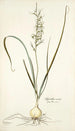 Hyacinthus viridis - Nikolaus Joseph Freiherr von Jacquin — Ansicht des Kunstwerks