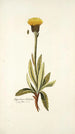 Hypochaeris helvetica - Nikolaus Joseph Freiherr von Jacquin — Ansicht des Kunstwerks