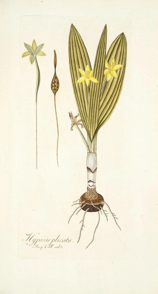 Nikolaus Joseph Freiherr von Jacquin - Hypoxis plicata.webp