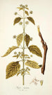 Hyptis capitata - Nikolaus Joseph Freiherr von Jacquin — Ansicht des Kunstwerks