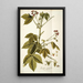 Iatropha gossypifolia - Nikolaus Joseph Freiherr von Jacquin — gerahmtes Bild an der Wand