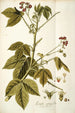 Iatropha gossypifolia - Nikolaus Joseph Freiherr von Jacquin — Ansicht des Kunstwerks