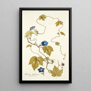 Nikolaus Joseph Freiherr von Jacquin - Ipomoea hederacea.webp