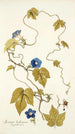 Ipomoea hederacea - Nikolaus Joseph Freiherr von Jacquin — Ansicht des Kunstwerks