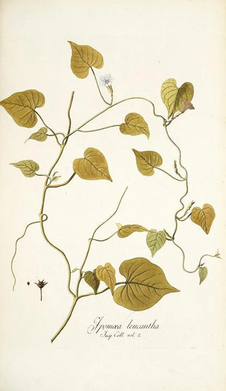 Nikolaus Joseph Freiherr von Jacquin - Ipomoea leucantha.webp