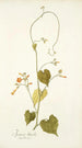 Ipomoea luteola - Nikolaus Joseph Freiherr von Jacquin — Ansicht des Kunstwerks