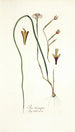 Iris tricuspis - Nikolaus Joseph Freiherr von Jacquin — Ansicht des Kunstwerks