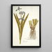 Iris virginica - Nikolaus Joseph Freiherr von Jacquin — gerahmtes Bild an der Wand