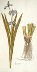 Iris virginica - Nikolaus Joseph Freiherr von Jacquin — Ansicht des Kunstwerks