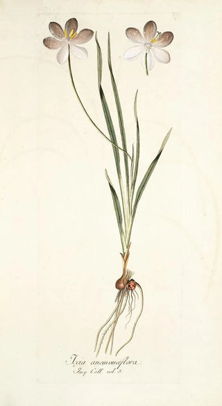 Nikolaus Joseph Freiherr von Jacquin - Ixia aneaionaeflora.webp