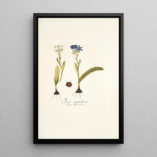 Nikolaus Joseph Freiherr von Jacquin - Ixia corymbosa.webp