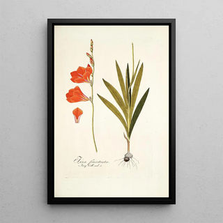 Nikolaus Joseph Freiherr von Jacquin - Ixia fenestrata.webp