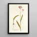 Ixia incarnata - Nikolaus Joseph Freiherr von Jacquin — gerahmtes Bild an der Wand