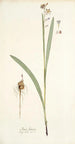 Ixia lancea - Nikolaus Joseph Freiherr von Jacquin — Ansicht des Kunstwerks