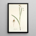 Ixia lancea - Nikolaus Joseph Freiherr von Jacquin — gerahmtes Bild an der Wand