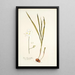 Ixia leucantha - Nikolaus Joseph Freiherr von Jacquin — gerahmtes Bild an der Wand